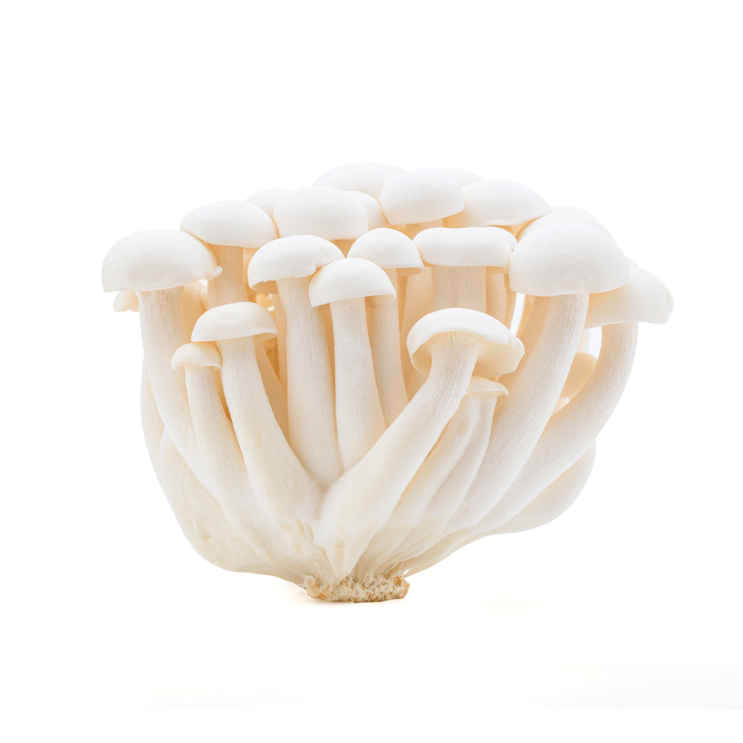 Mushroom Shimeji White (China)🇨🇳